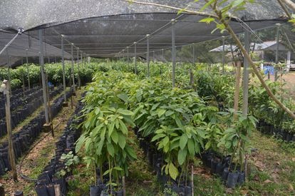 Vivero de Treedom en la comunidad de Nuevo Horizonte, donde se plantan cada año 17.000 árboles para repartirlos a mujeres de Petén, al norte de Guatemala, con el objetivo de empoderarlas a través de la seguridad alimentaria.