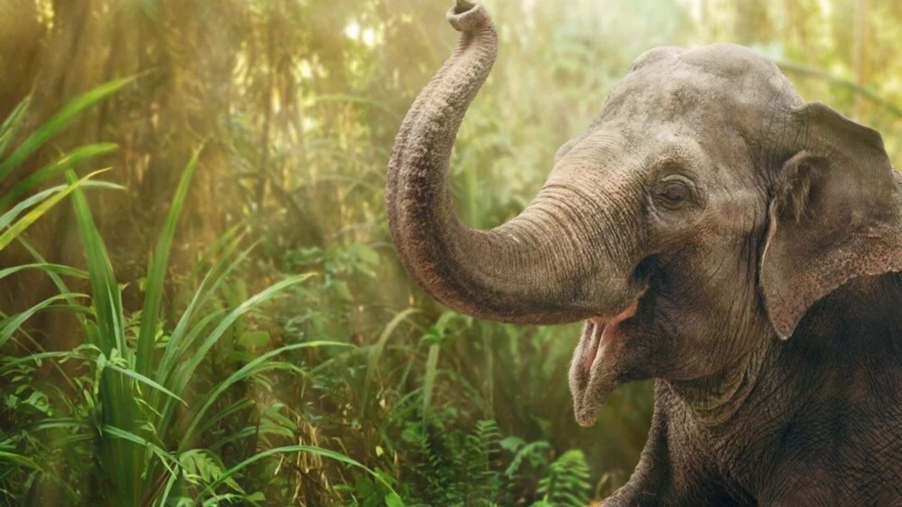 ¿Por qué nacen cada vez más elefantes sin colmillos?