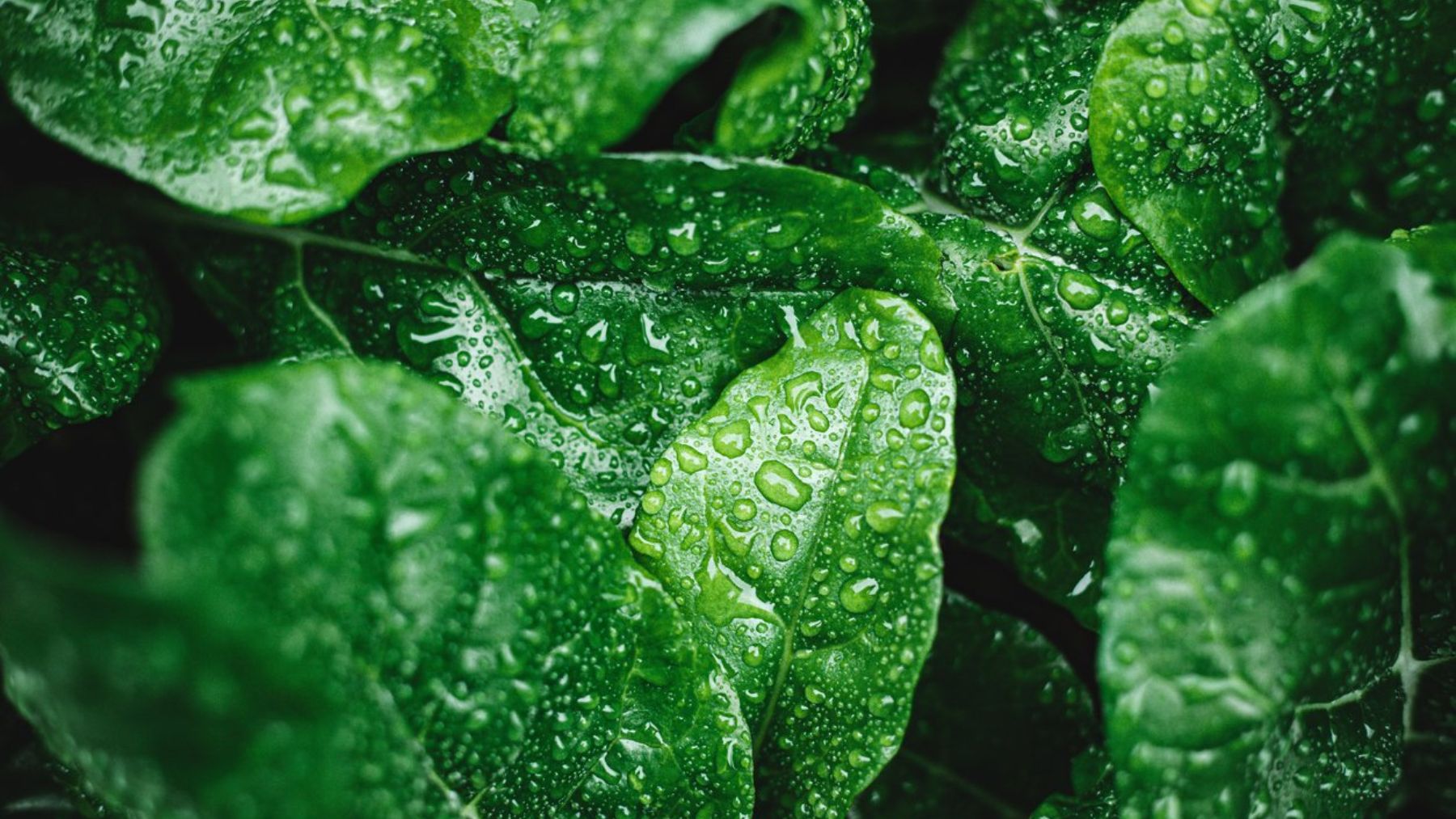 ¿Qué le pasa a tus plantas si las riegas con agua con cloro?