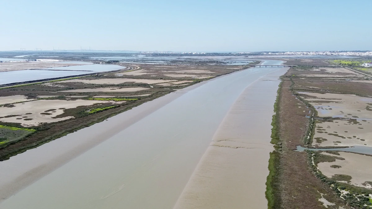 El mercado de ‘carbono azul’ llega a Europa: restaurar unas marismas de Cádiz para compensar las emisiones de empresas