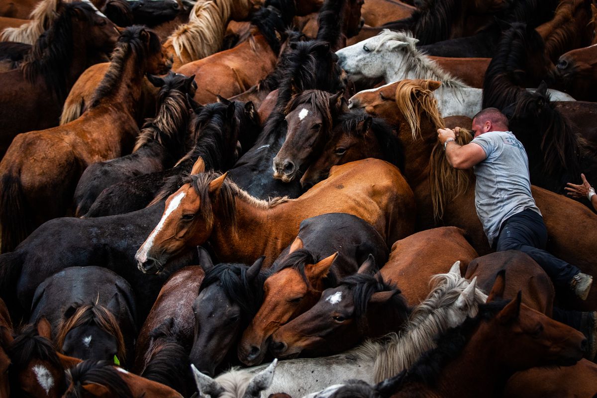 El desplome del ancestral ecosistema de los caballos salvajes en Galicia