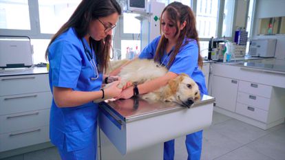 Aparte de lo complejo de sus cuidados, los expertos también recuerdan que los animales enferman y las consultas veterinarias pueden ser costosas. Es importante saberlo antes de llevar a un animal a casa. 