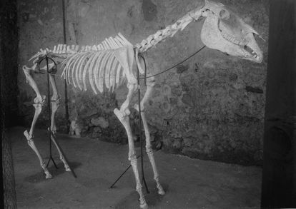 Foto del caballo de Maiuri tomada en 1941-1942.