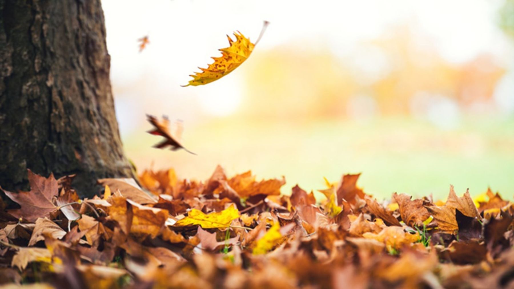 8 curiosidades sobre el equinoccio de otoño