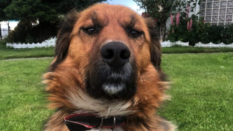 “Brownie”, el perro presidencial que es furor en las redes sociales
