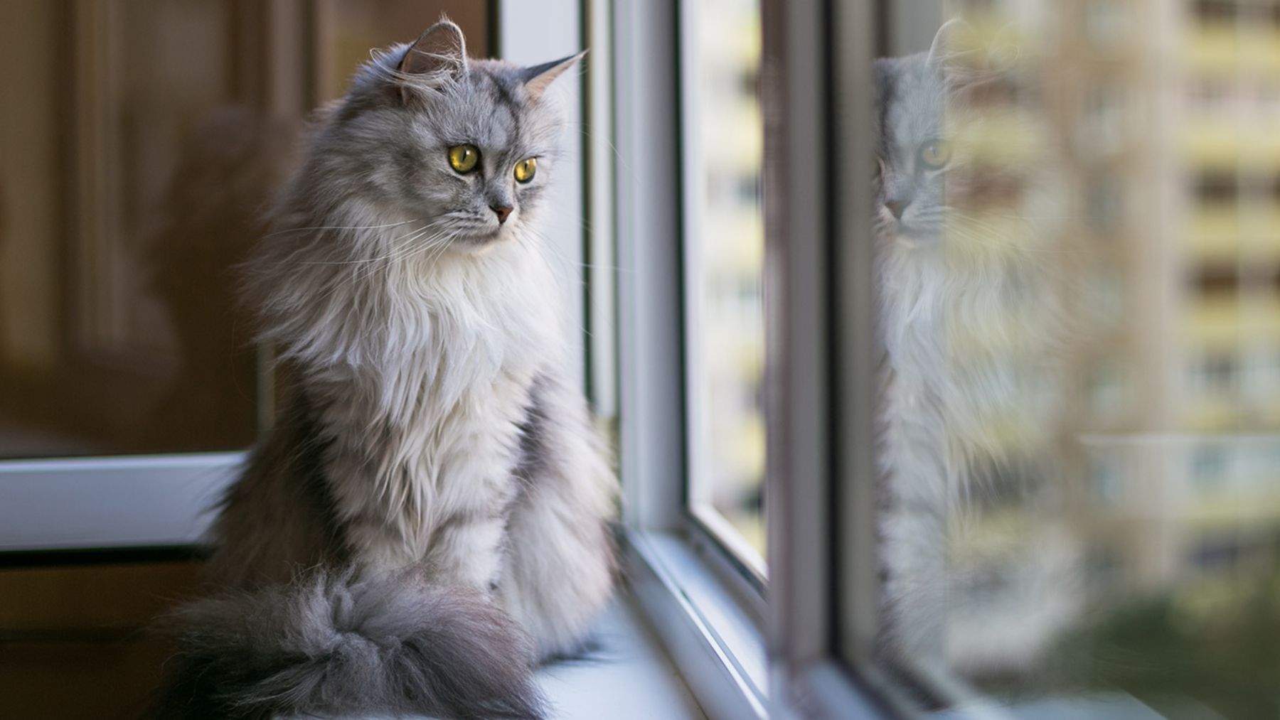 Ciudad australiana introducirá un toque de queda para gatos de 24 horas