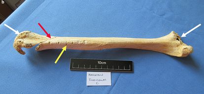 Uno de los huesos de Hazleton Norte incluidos en el análisis.