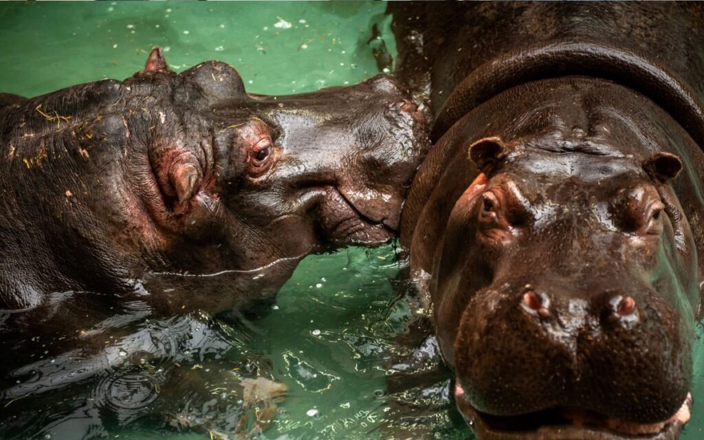 Dos hipopótamos dan positivo a Covid-19 en Bélgica