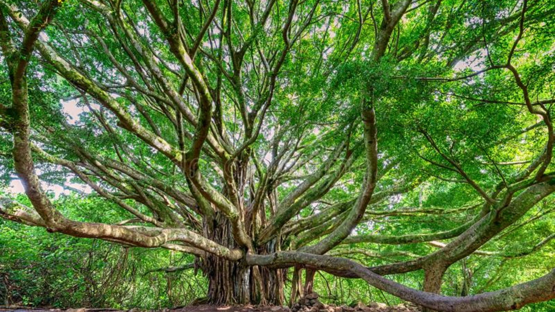 Gran Banyan, la sorprendente historia del árbol más antiguo en la India