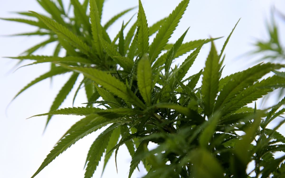 Inconstitucional, prohibición de cannabis con fines industriales: Corte
