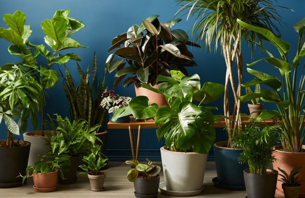 La tienda de jardinería en línea Bloomscape recauda $ 15 millones de la Serie B y adquiere la aplicación de cuidado de plantas Vera