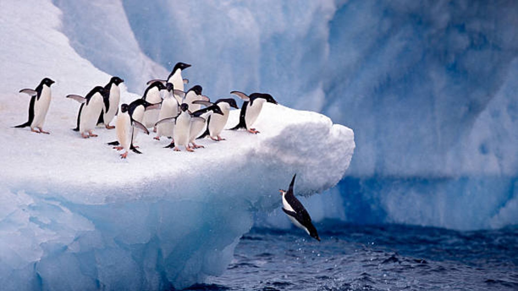 Las 5 especies de animales autóctonos de la Antártida