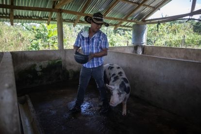 Jonn Eduard , excocalero y campesino, alimenta los cerdos de su finca, en San José de Uré (Colombia).