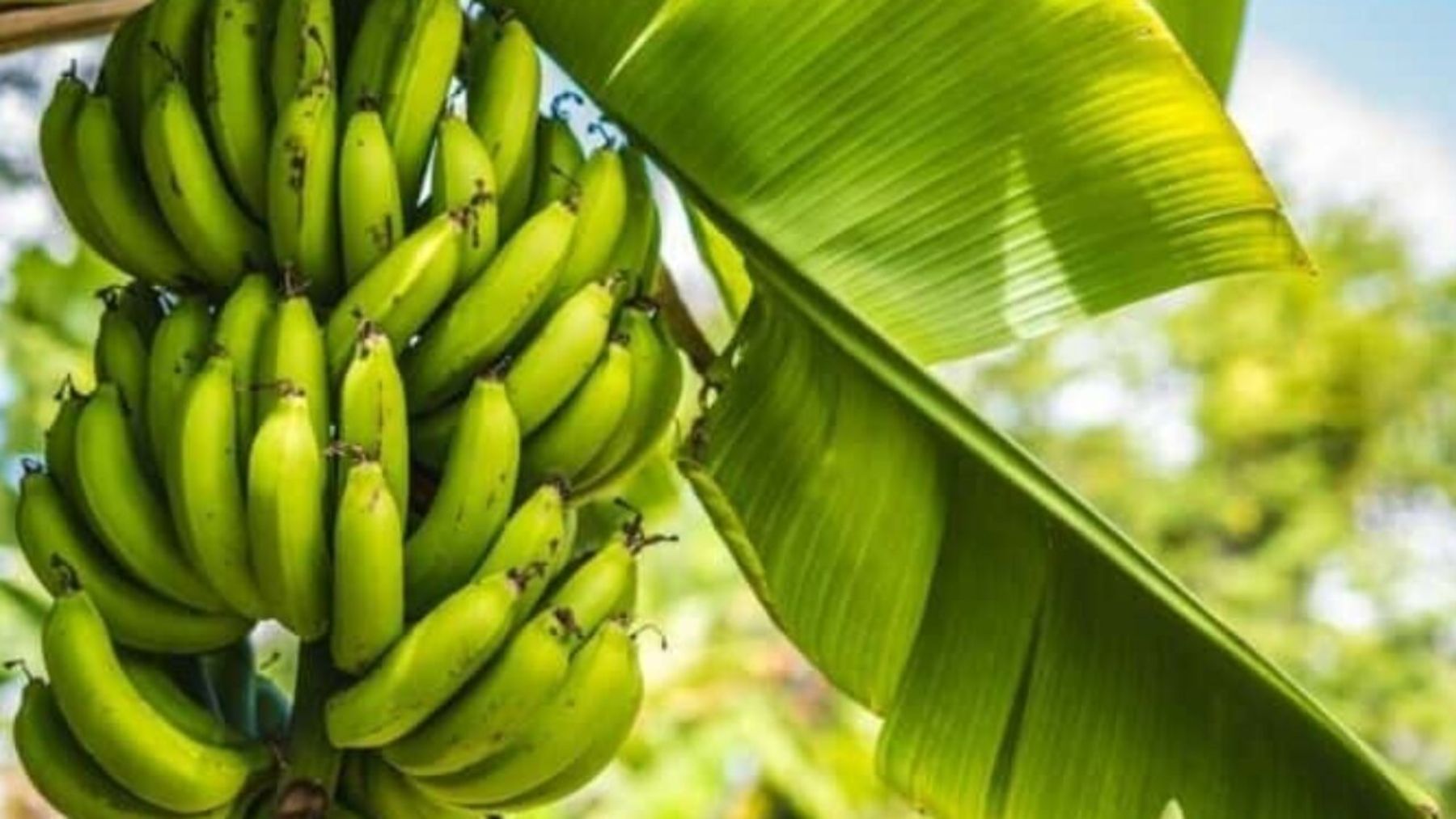 Los curiosos beneficios y propiedades de las hojas de plátano