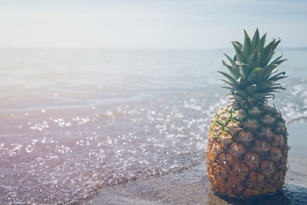 Pineapple Fund gasta $ 1 millón en Sustainable Ocean Alliance y su nueva aceleradora