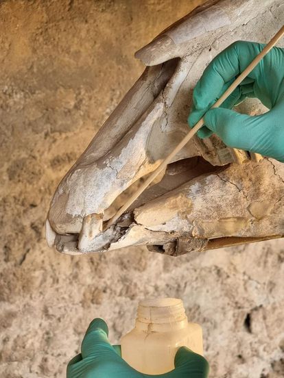 Restauración del esqueleto del caballo de Maiuri.