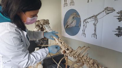 Trabajos de restauración del esqueleto del llamado caballo de Maiuri en Pompeya.