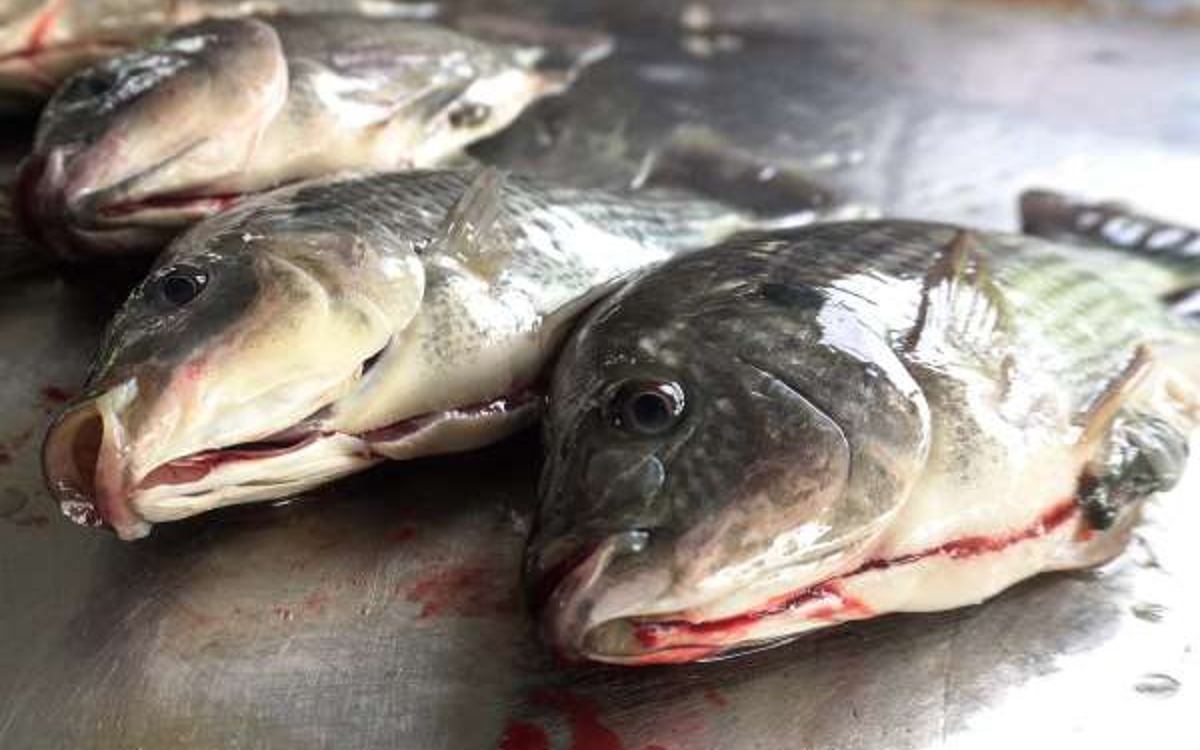 Revelan sufrimiento de los peces explotados para consumo