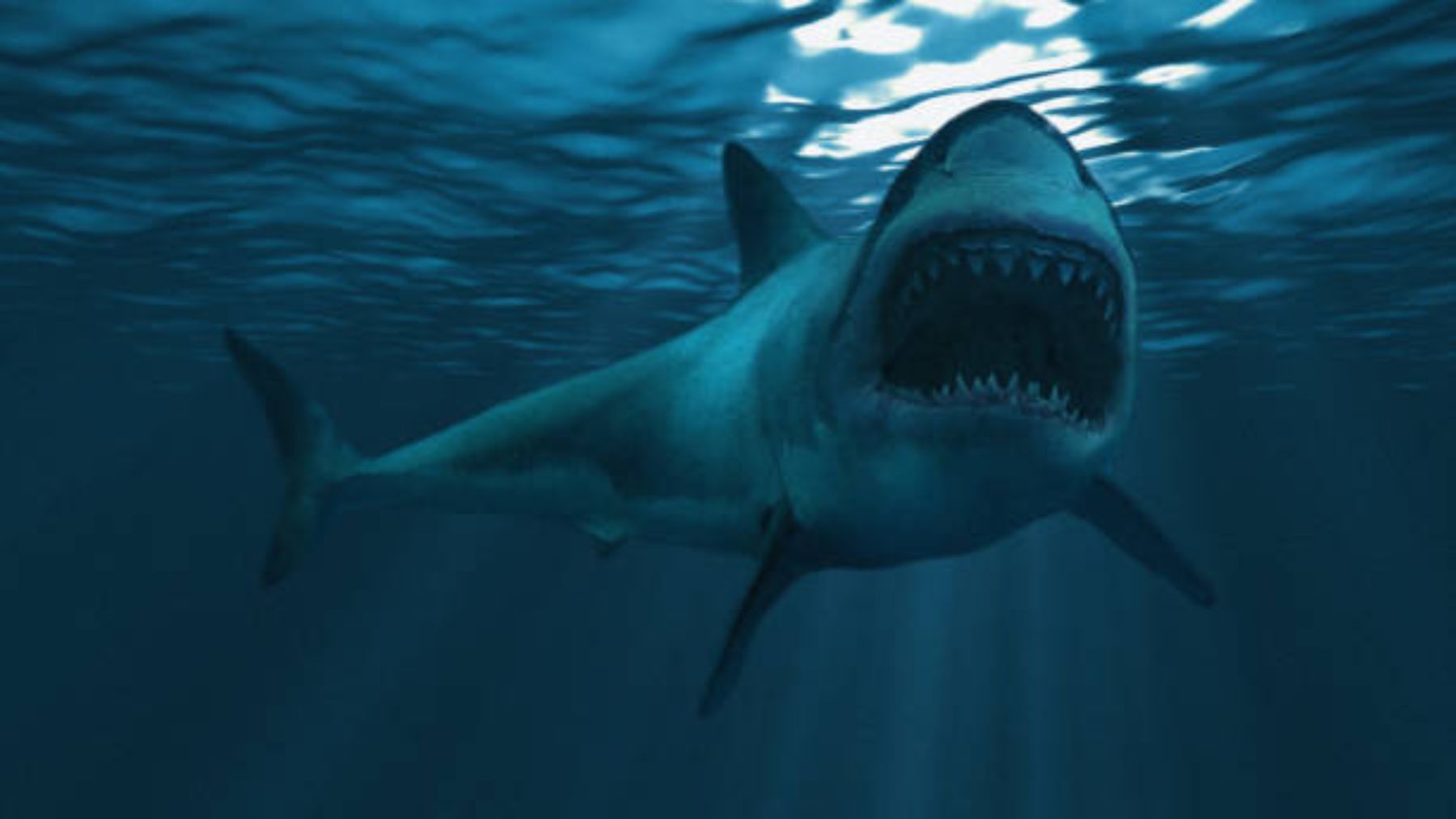 ¿Cómo se organizan los tiburones para cazar?