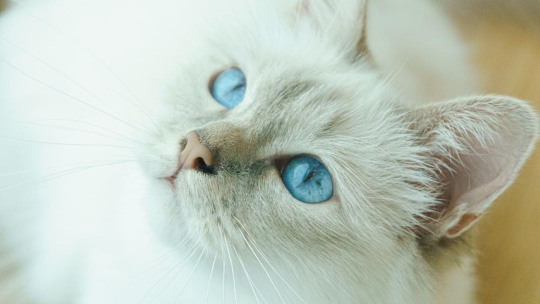 ¿Es cierto que los gatos blancos con ojos azules pueden ser sordos?