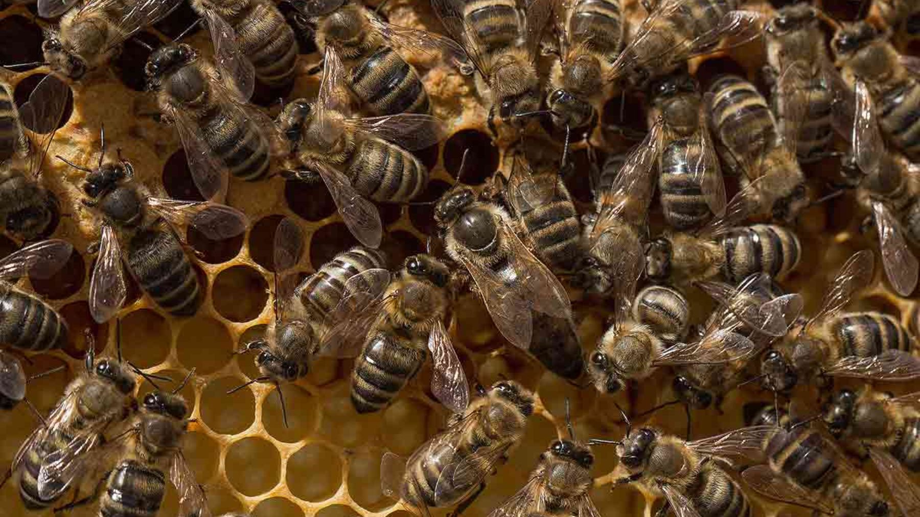 ¿Por qué las abejas caen al suelo cuando se apagan las luces?