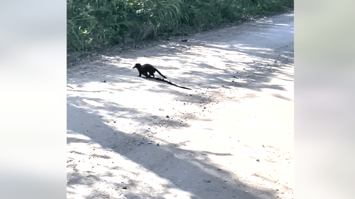 Extraño visón captura una serpiente gigante en los Everglades
