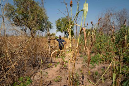 El agricultor Allaessem Franco Crepin muestra su tierra dañada por el paso de un rebaño en Paoua, en el noroeste de la República Centroafricana, el 2 de diciembre de 2021.