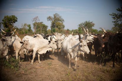 Una vista general del ganado de Lamine Bina (no es su nombre real) pastando en Paoua, en el noroeste de la República Centroafricana, el 30 de noviembre de 2021.