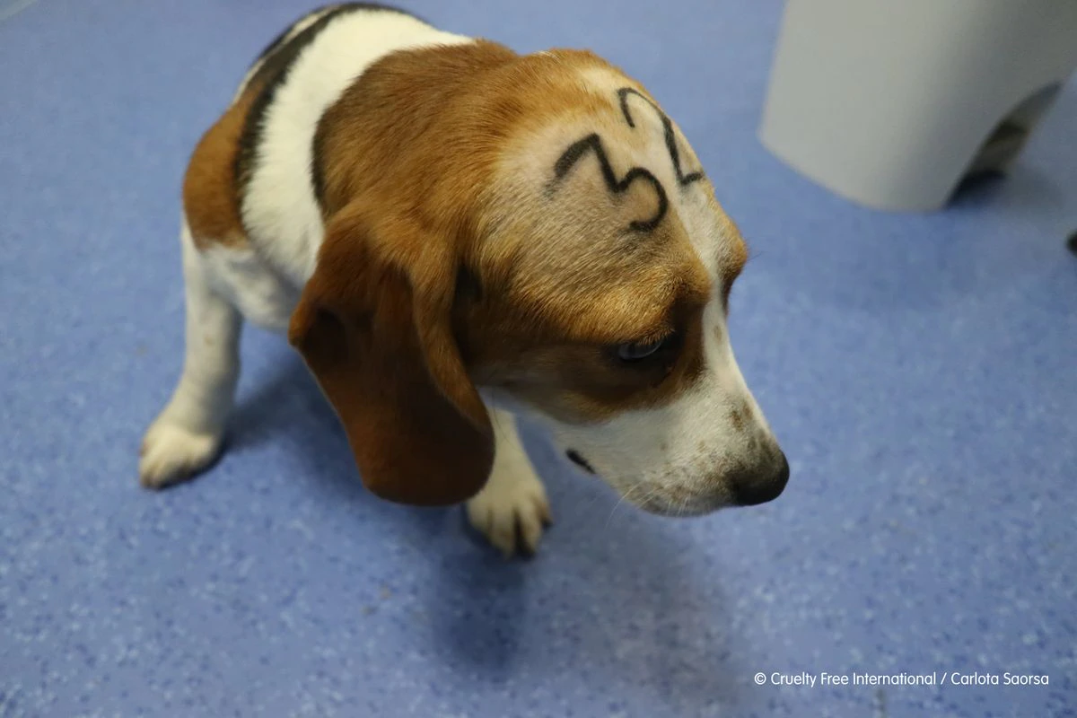 Un millón de firmas contra el sacrificio de 38 cachorros Beagle en pruebas para un medicamento
