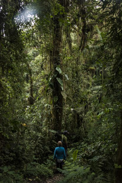 Cloud Forest scenic in Amazonas region of Ecuador.