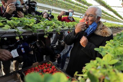 El primer ministro António Costa come una fresa en un invernadero de Beja el pasado 19 de enero. 
