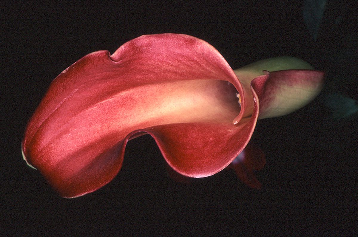 Flores que huelen a sexo y a muerte: los herbarios fotográficos del Jardín Botánico de Madrid