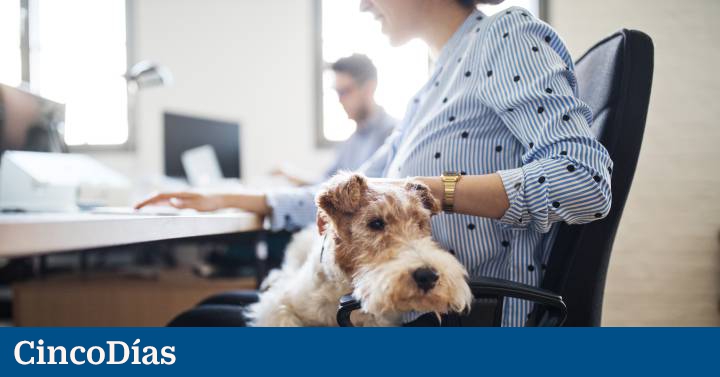 Cómo conciliar trabajo y mascotas