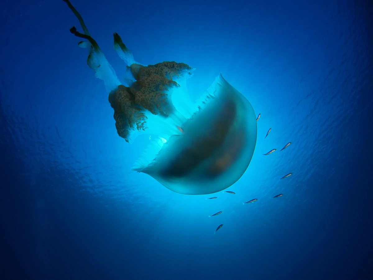Las medusas del Mediterráneo se quedan sin predadores y están acabando con boquerones y sardinas