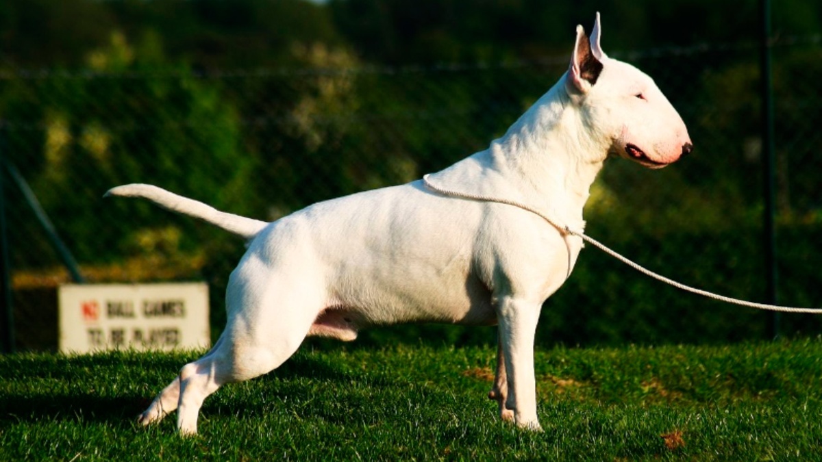 5 cosas que no sabíamos sobre el Bull Terrier