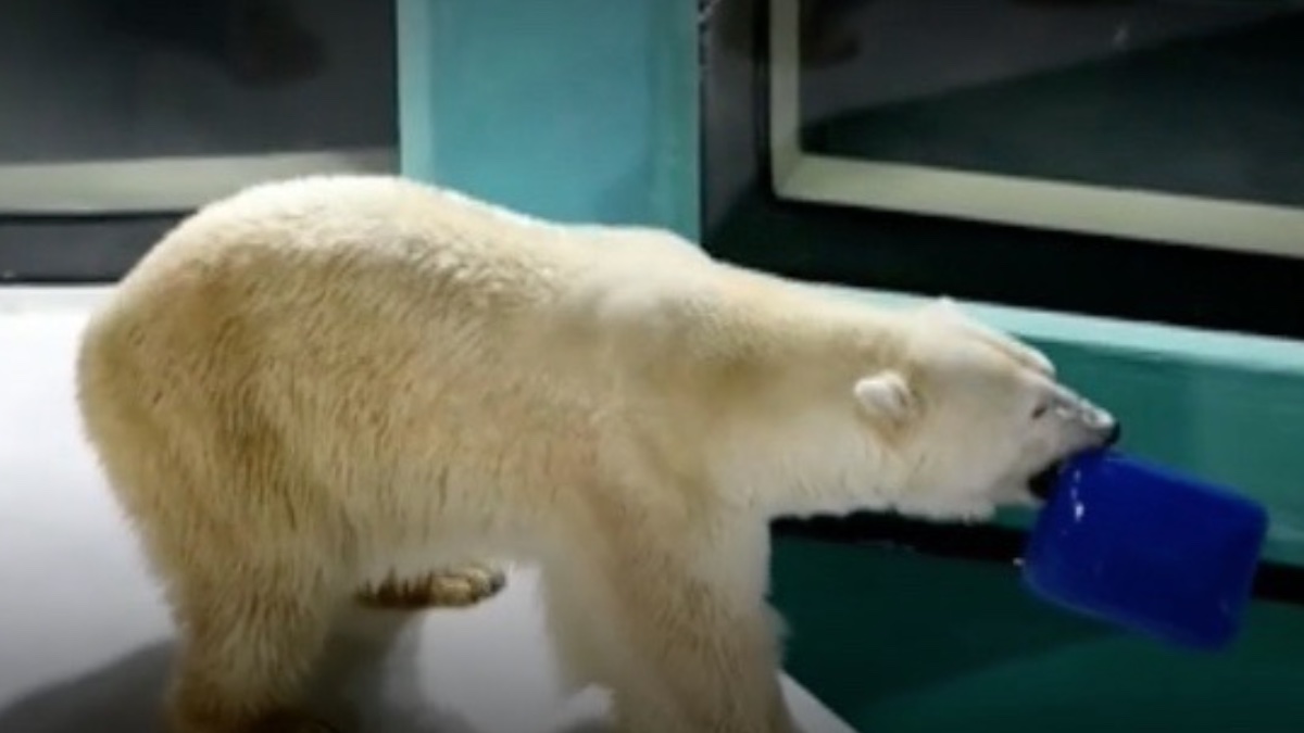 Abre un hotel en China con osos polares como animales de compañía
