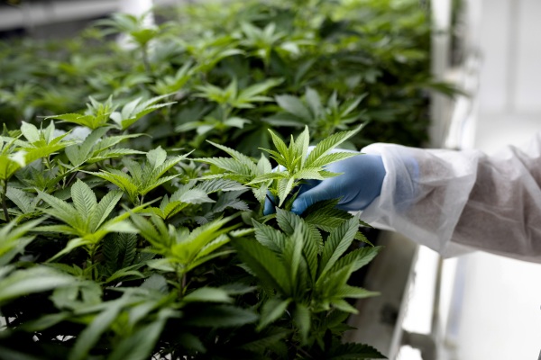 Connected Cannabis Co. recauda $30 millones para llevar sus variedades de marihuana de diseño a más estados