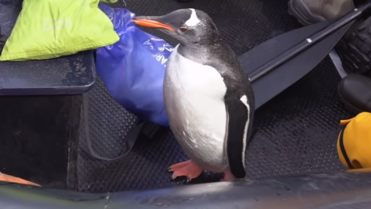 El video de un pingüino perseguido por orcas que se refugió en un bote