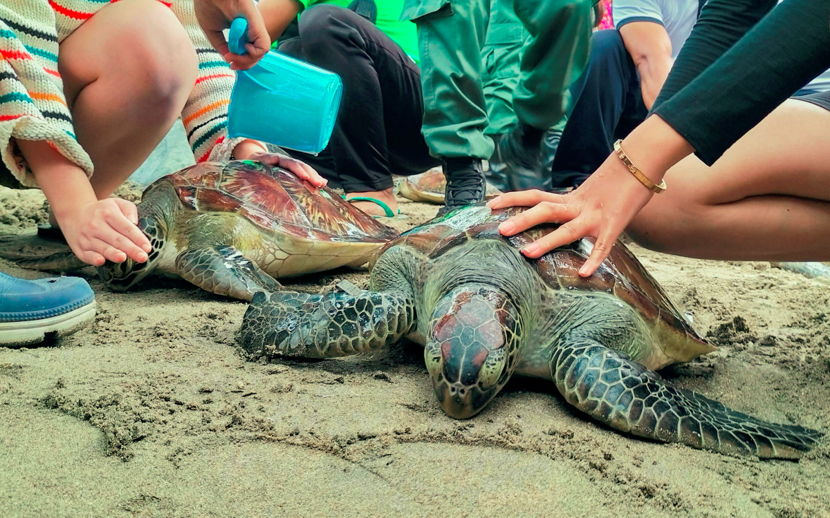 En Bali, devuelven al océano tortugas en peligro de extinción