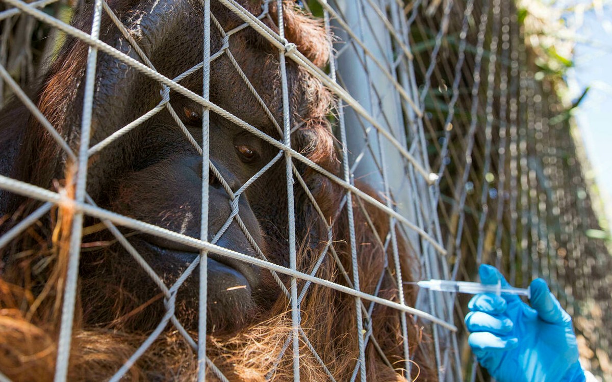 En zoológico de Chile vacunan contra Covid-19 a animales | Video