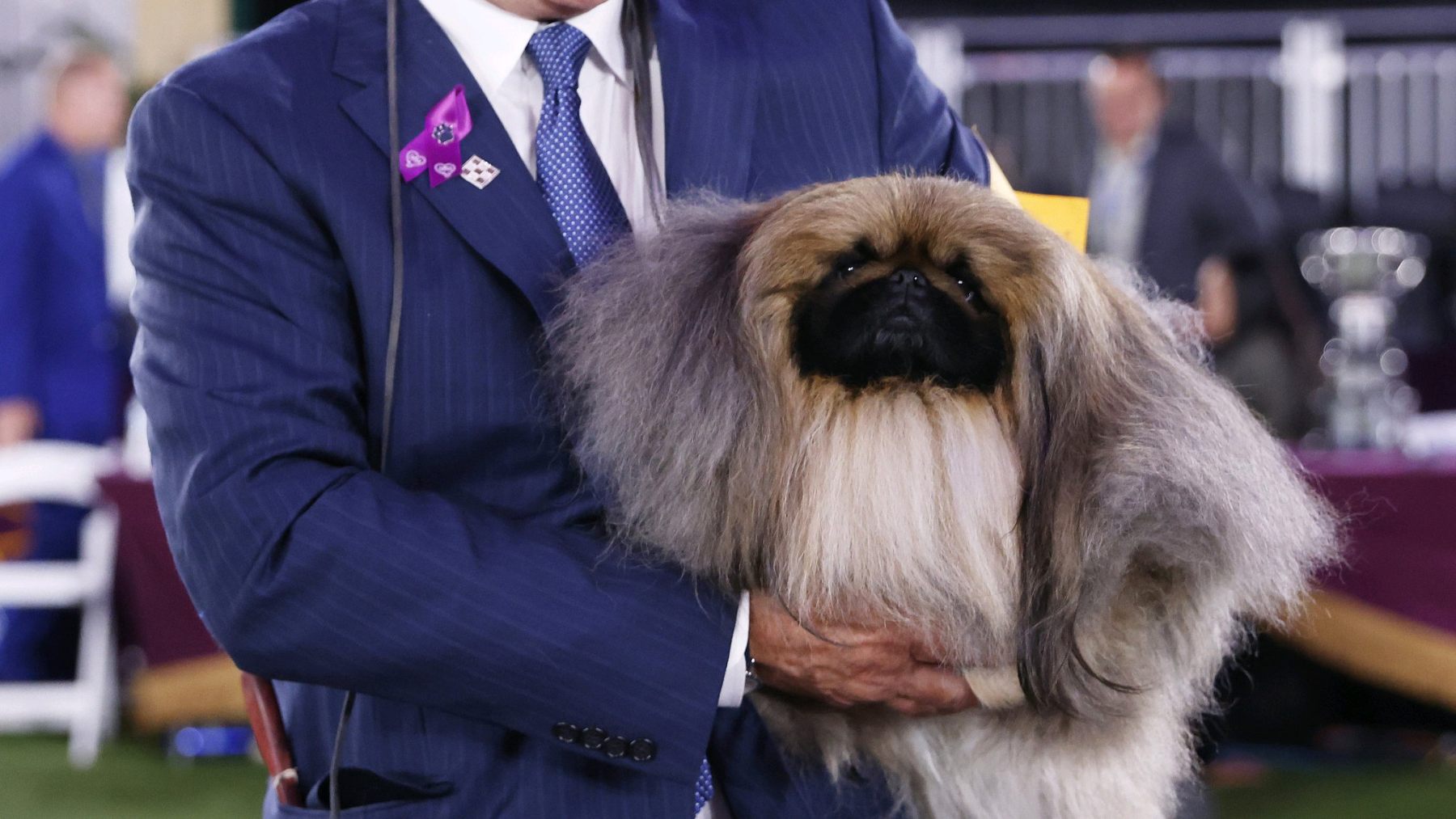 Enamórate de Wasabi, oficialmente, el perro más guapo del mundo