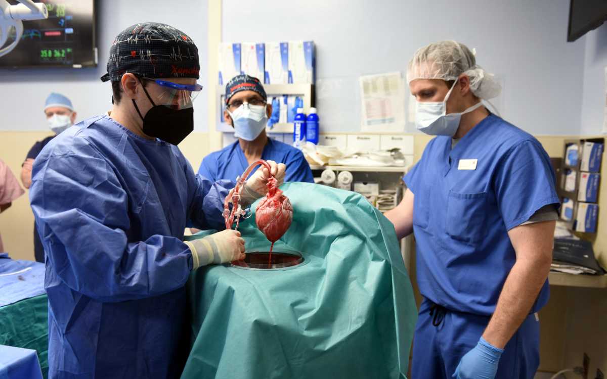 Fotos: realizan el primer transplante de corazón de cerdo a humano