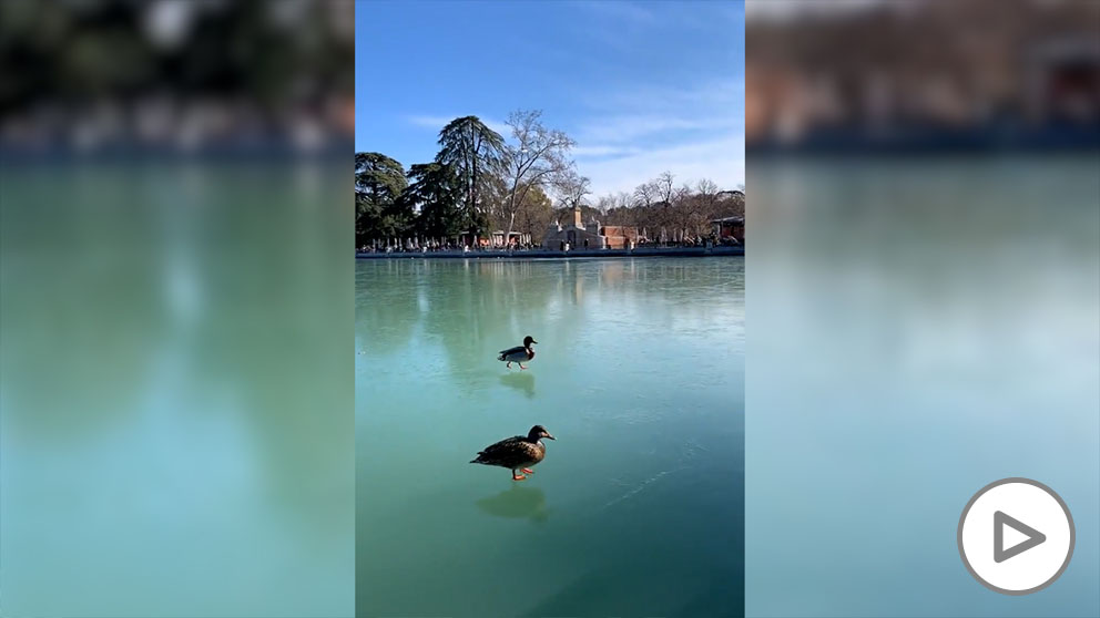 Heladas en Madrid: los patos del estanque del Retiro caminan sobre el agua