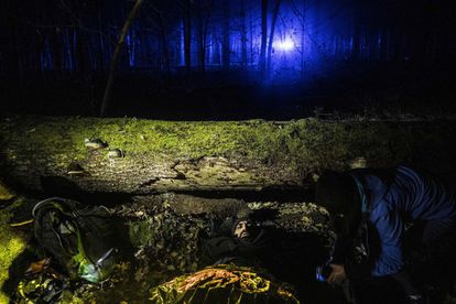 Un refugiado es rescatado en un bosque cerca de la frontera de Polonia con Bielorrusia en noviembre del año pasado.