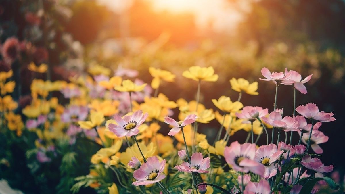 Las 5 mejores plantas para cultivar en tu jardín o terraza esta primavera