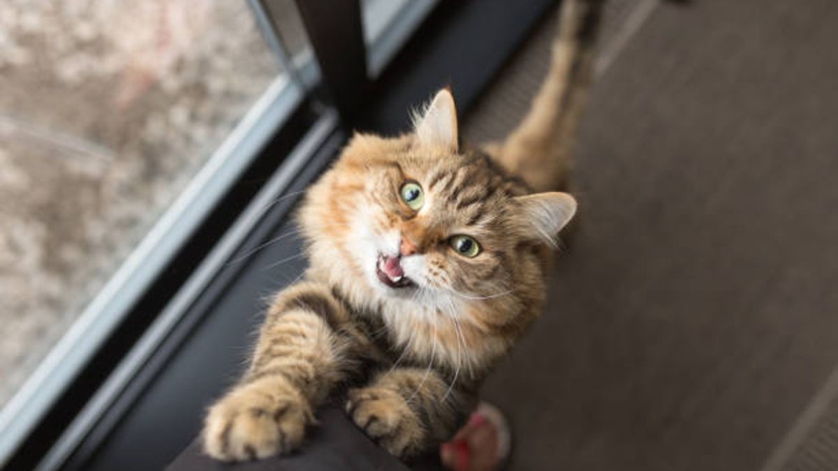 MeowTalk la aplicación que traduce los maullidos de tu gato