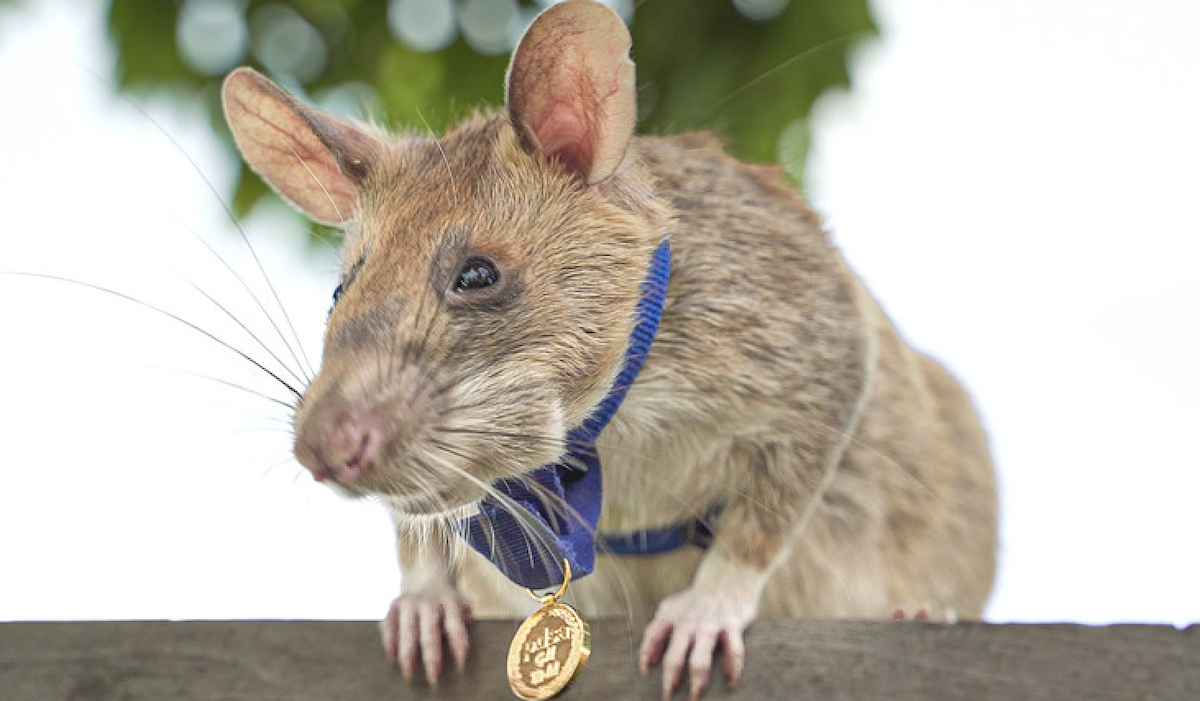 Muere Magawa, la rata gigante que salvó decenas de vidas detectando bombas