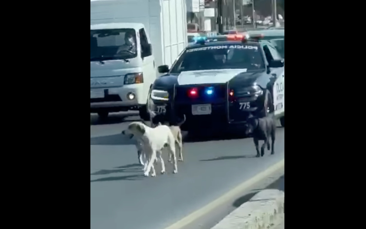 Policía de Monterrey escolta a perritos que caminaban en la carretera | Video