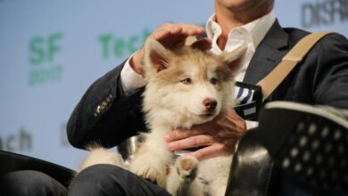 Rover, una startup que cuida perros, acaba de recaudar 155 millones de dólares