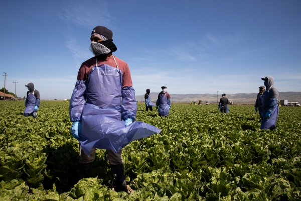 SESO Labor está proporcionando una forma para que los trabajadores agrícolas migrantes obtengan un estatus de trabajo protegido legalmente en los EE. UU.